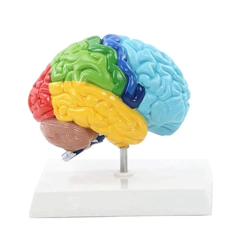 Правое полушарие мозга Модель человеческого тела ПВХ 1: 1 для обучения студентов, модель для сборки